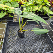Load image into Gallery viewer, Philodendron Sagittifolium, Tuxtlanum Rubra, Exact Plant Ships Nationwide

