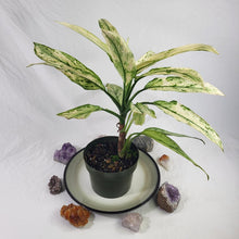 Load image into Gallery viewer, Aglaonema Ice Queen, Silver Queen, Exact Plant Variegated
