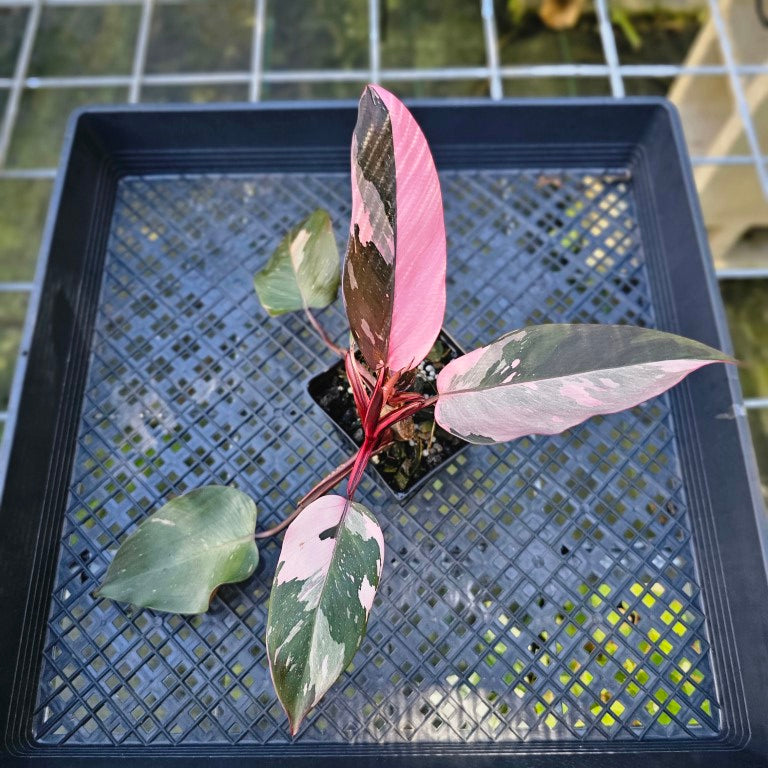 Philodendron Pink Princess Galaxy, Exact Plant Variegated