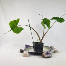 Load image into Gallery viewer, Alocasia Stingray, Exact Plant
