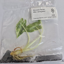 Load image into Gallery viewer, Alocasia Sarian Albo variegated tissue culture 2DayAir
