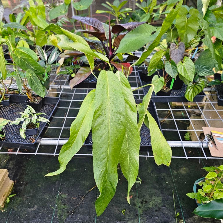 Anthurium Spectabile, Exact Plant