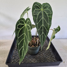Load image into Gallery viewer, Anthurium Magnificum X Red Crystalinum exact plant, Fedex 2day*
