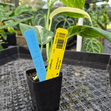 Load image into Gallery viewer, Monstera Lechleriana , Exact Plant Variegated Ships Nationwide

