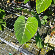 Load image into Gallery viewer, Philodendron Gloriosum, Pink Veined Back, Exact Plant 5&#39;&#39; pot
