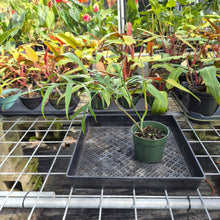 Load image into Gallery viewer, Philodendron Polypodioides, Exact Plant Ships Nationwide

