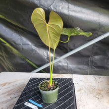Load image into Gallery viewer, Anthurium Moodeanum, Exact Plant Ships Nationwide
