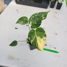 Load image into Gallery viewer, Monstera Deliciosa Creme Brulee, Exact Plant Variegated Ships Nationwide
