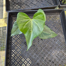 Load image into Gallery viewer, Anthurium Macrolobium, Exact Plant Ships Nationwide
