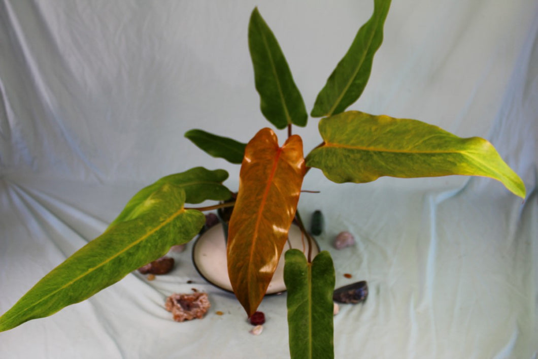 Philodendron Orange Marmalade exact plant, ships nationwide