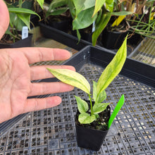 Load image into Gallery viewer, Anthurium Vittarifolium , Exact Plant Variegated Ships Nationwide
