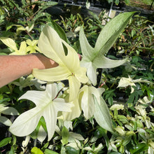 Load image into Gallery viewer, Philodendron Florida Ghost 4" pot, Fedex 2day*
