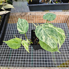 Load image into Gallery viewer, Philodendron Hederaceum Heart leaf, Exact Plant 2 plant pot Ships Nationwide

