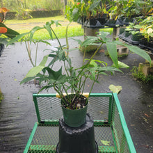 Load image into Gallery viewer, Philodendron Quercifolium x Pedatum, Exact Plant Ships Nationwide
