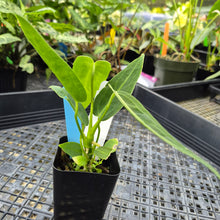 Load image into Gallery viewer, Anthurium Warocqueanum, Queen, Exact Plant Ships Nationwide
