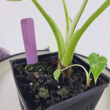 Load image into Gallery viewer, Alocasia Odora, Okinawa Silver, Exact Plant Variegated
