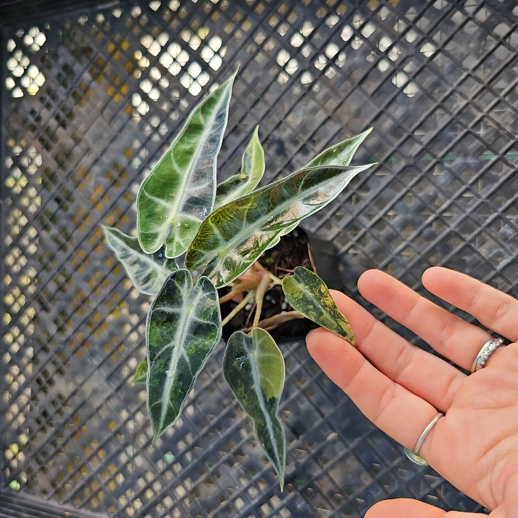 Alocasia Bambino, Exact Plant Variegated Ships Nationwide