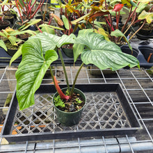 Load image into Gallery viewer, Philodendron Plowmanii, Exact Plant Ships Nationwide
