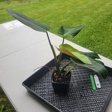 Load image into Gallery viewer, Philodendron Sagittifolium, Tuxtlanum Rubra, Exact Plant Ships Nationwide
