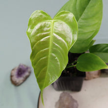 Load image into Gallery viewer, Anthurium Veitchii 4&quot; pot, Fedex 2 day*
