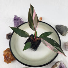 Load image into Gallery viewer, Philodendron Pink Princess Variegated 2.5" pot, Fedex 2day*
