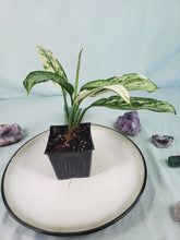 Load image into Gallery viewer, Silver Queen Ice Queen, exact plant, variegated Aglaonema, ships nationwide
