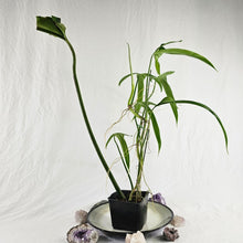 Load image into Gallery viewer, Philodendron Holtonianum, Exact Plant Ships Nationwide
