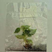 Load image into Gallery viewer, Philodendron Melanochrysum Orange Variegated tissue culture 2DayAir
