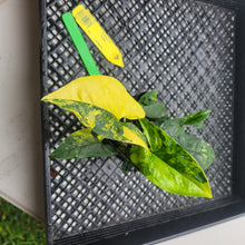 Load image into Gallery viewer, Syngonium Aurea, Exact Plant Variegated Ships Nationwide
