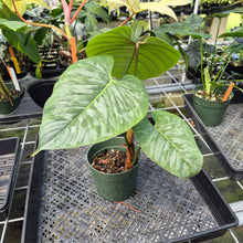 Load image into Gallery viewer, Philodendron Sodiroi True Form exact plant, Fedex 2day*
