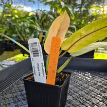 Load image into Gallery viewer, Philodendron Whipple Way, Exact Plant Variegated Ships Nationwide
