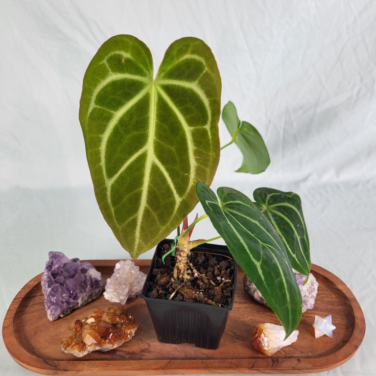 Anthurium Magnificum X Red Crystalinum 4