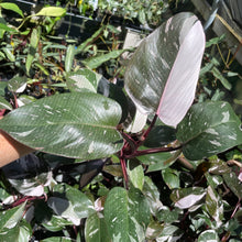 Load image into Gallery viewer, Philodendron Red Anderson Variegated 2.5" pot, Fedex 2day*
