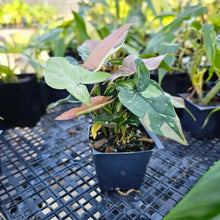 Load image into Gallery viewer, Syngonium Red Spot Tricolor, Exact Plant Variegated Ships Nationwide
