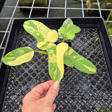 Load image into Gallery viewer, Philodendron Bipennifolium Variegated exact plant, Fedex 2day*
