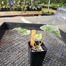 Load image into Gallery viewer, Alocasia Odora Batik, Exact Plant Variegated Ships Nationwide
