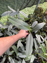 Load image into Gallery viewer, Philodendron Hastatum Silver Sword Narrow Form 4" pot, Fedex 2day*
