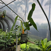 Load image into Gallery viewer, Anthurium Spectabile Wide Form exact plant, Fedex 2day*
