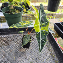 Load image into Gallery viewer, Alocasia Sanderiana Bull Aurea, Exact Plant Variegated
