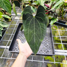 Load image into Gallery viewer, Anthurium Ace Of Spades X Papillilaminum, Exact Plant
