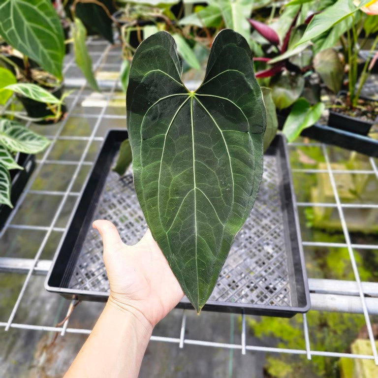 Anthurium Ace Of Spades X Papillilaminum, Exact Plant