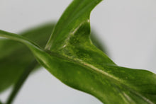 Load image into Gallery viewer, Philodendron Holtonianum, Exact Plant
