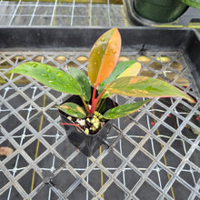 Load image into Gallery viewer, Philodendron Red Congo, Exact Plant Variegated Ships Nationwide
