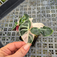 Load image into Gallery viewer, Alocasia Heart Balloon pink variegated exact plant, Fedex 2day*
