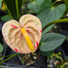Load image into Gallery viewer, Anthurium Shibori Variegated 4" pot, Fedex 2day*

