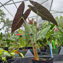 Load image into Gallery viewer, Alocasia Longiloba Lowii, Exact Plant Ships Nationwide
