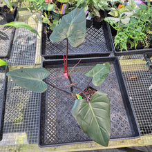Load image into Gallery viewer, Philodendron Dark Lord, Exact Plant Ships Nationwide
