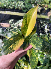 Load image into Gallery viewer, Philodendron Green Congo Nuclear Variegated 2.5" pot, Fedex 2day*

