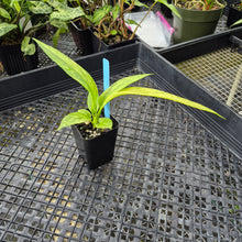 Load image into Gallery viewer, Anthurium Vittarifolium , Exact Plant Variegated Ships Nationwide
