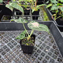 Load image into Gallery viewer, Alocasia Black Velvet Pink variegated 2.5" pot, Fedex 2day*
